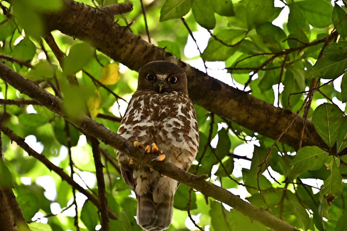 Brown Boobook - ML638069750