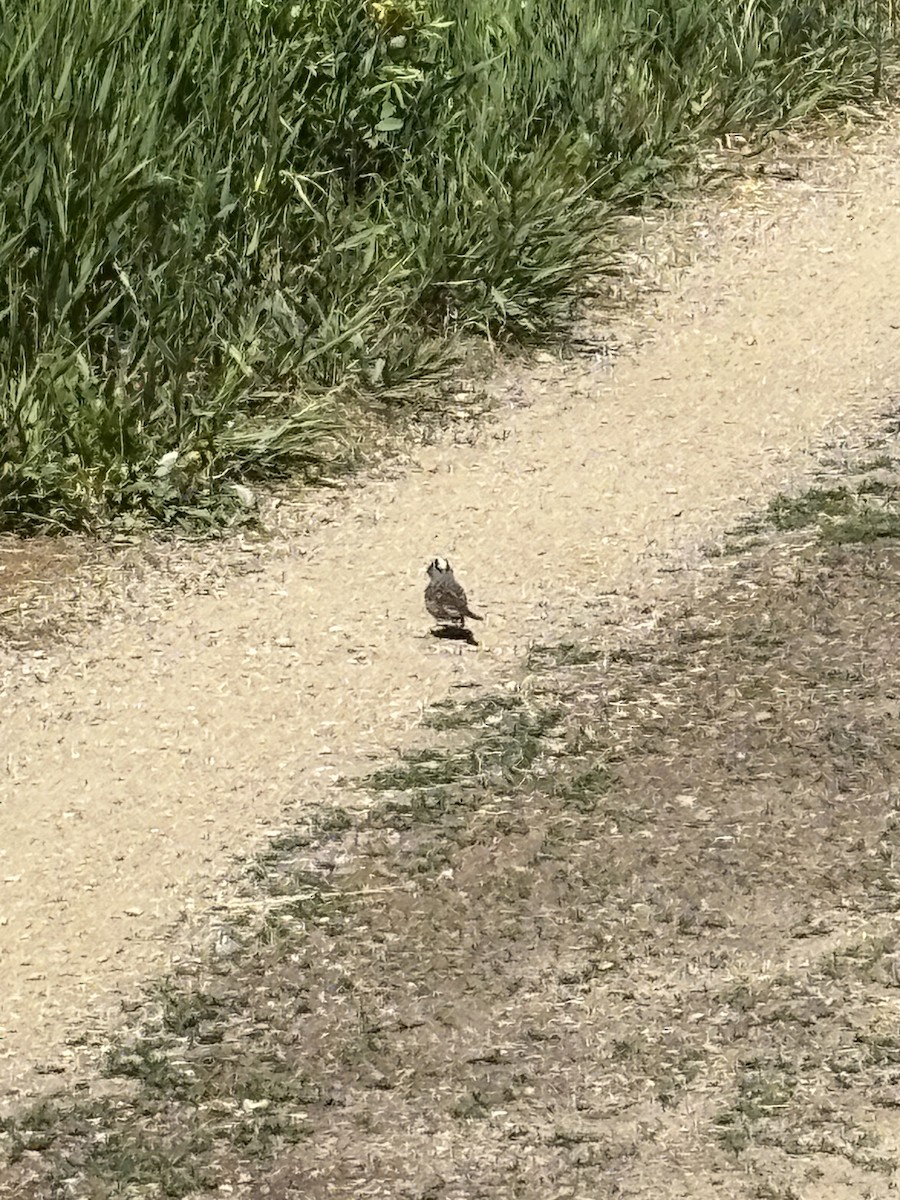 White-crowned Sparrow - ML638069762