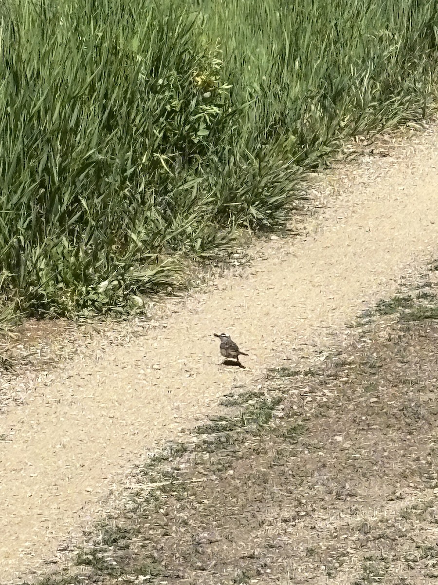 White-crowned Sparrow - ML638069763