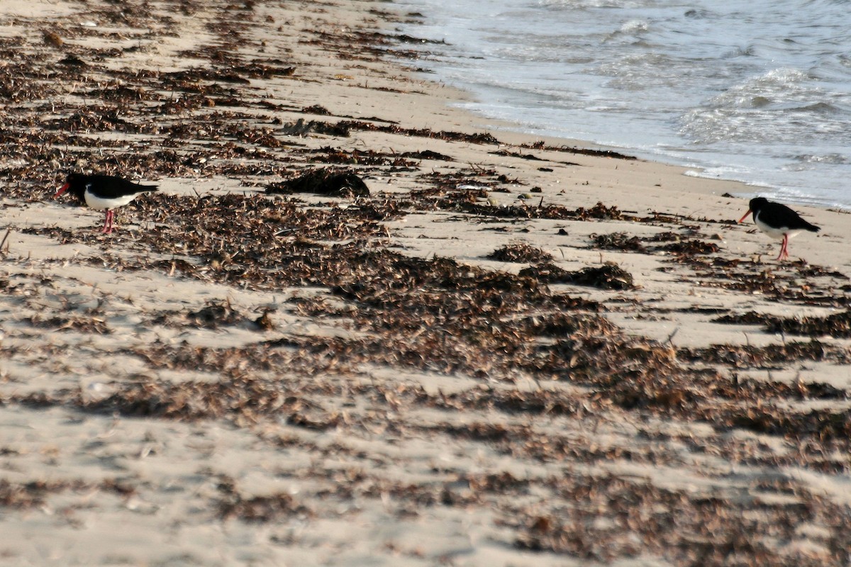 Pied Oystercatcher - ML638069770