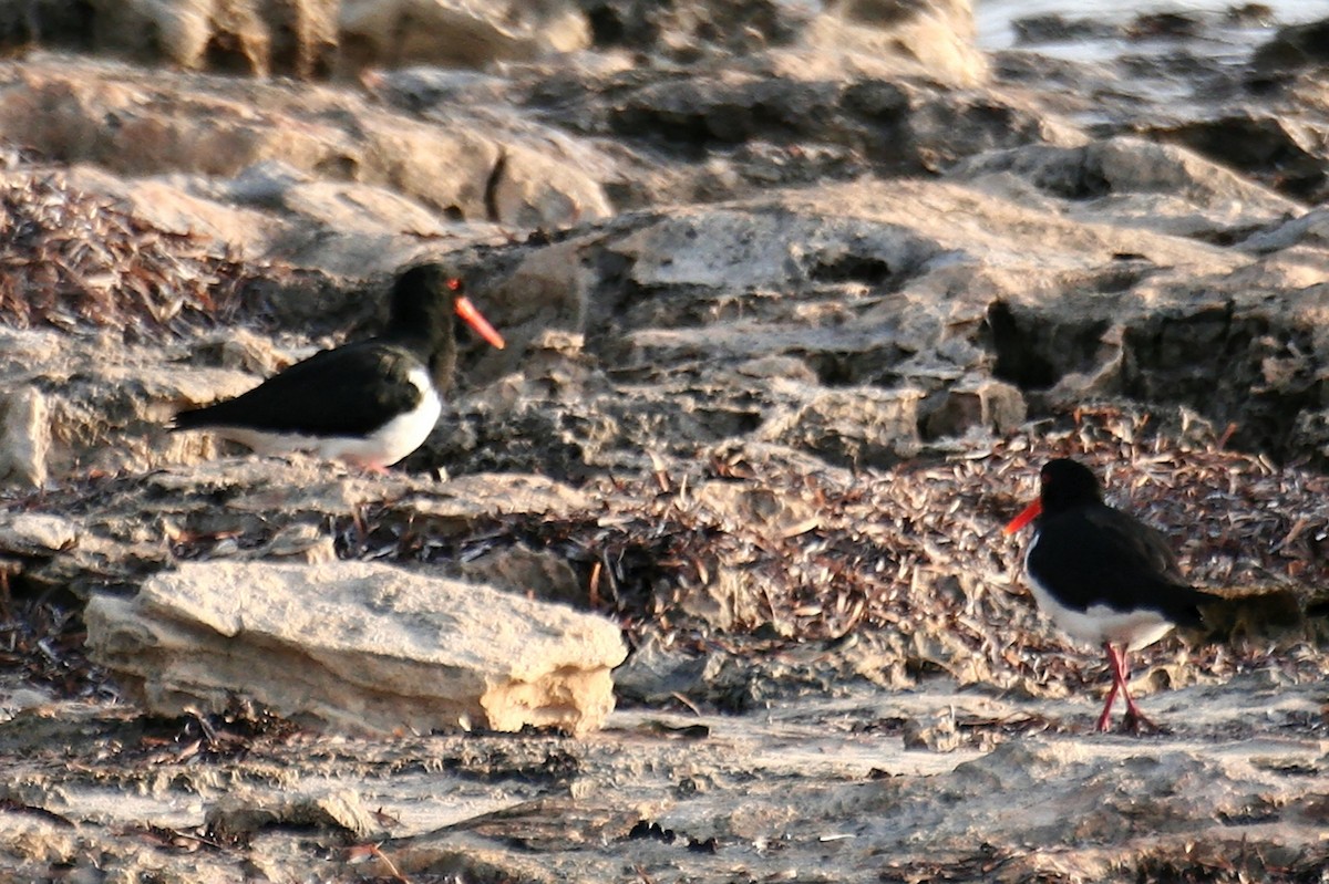 Pied Oystercatcher - ML638069775
