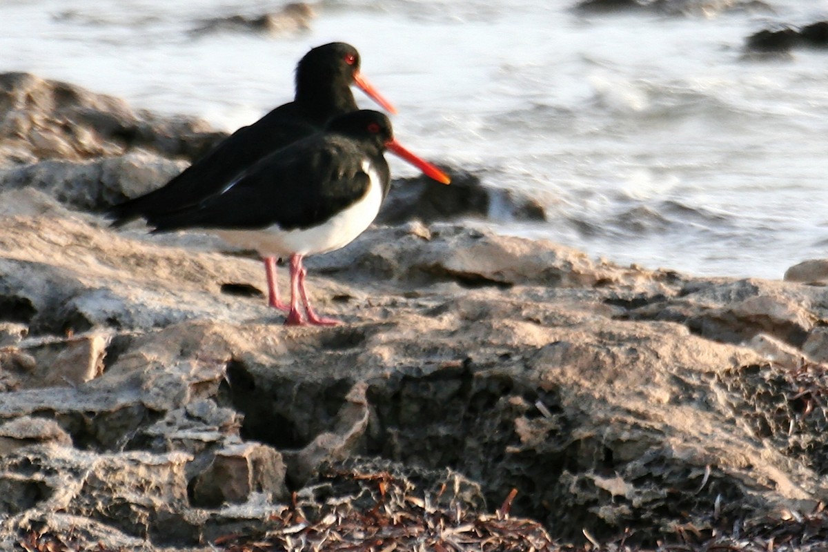 Pied Oystercatcher - ML638069780