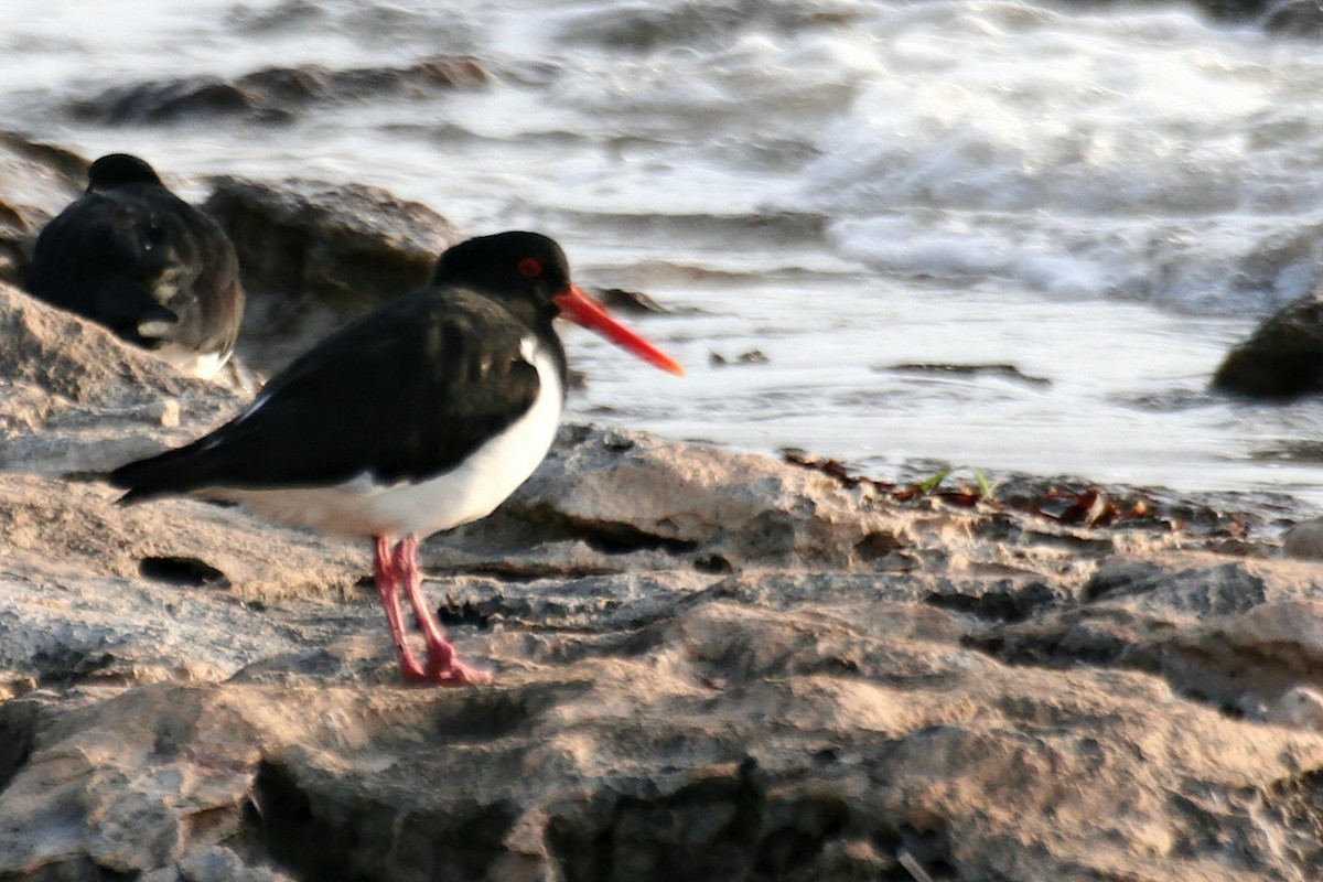 Pied Oystercatcher - ML638069782