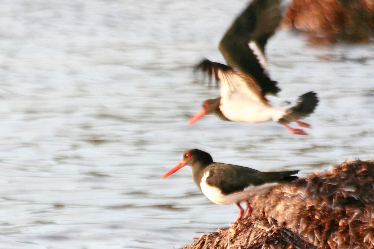 Pied Oystercatcher - ML638069787