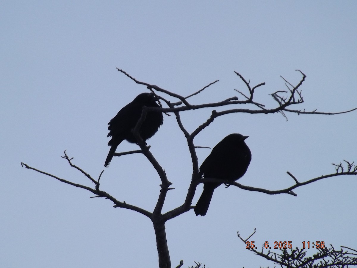 Austral Blackbird - ML638069797