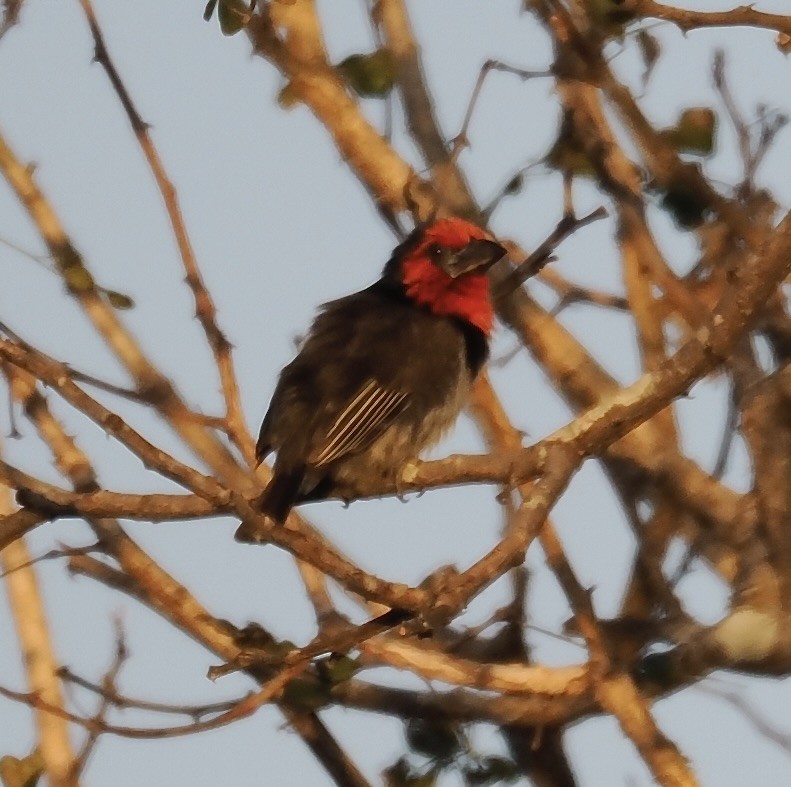 Black-collared Barbet - ML638069803