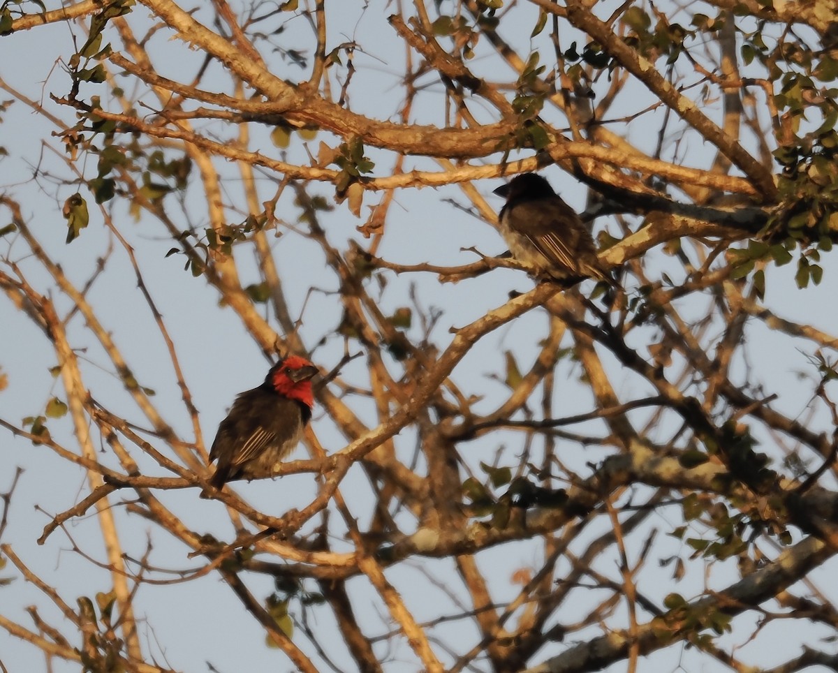 Black-collared Barbet - ML638069804