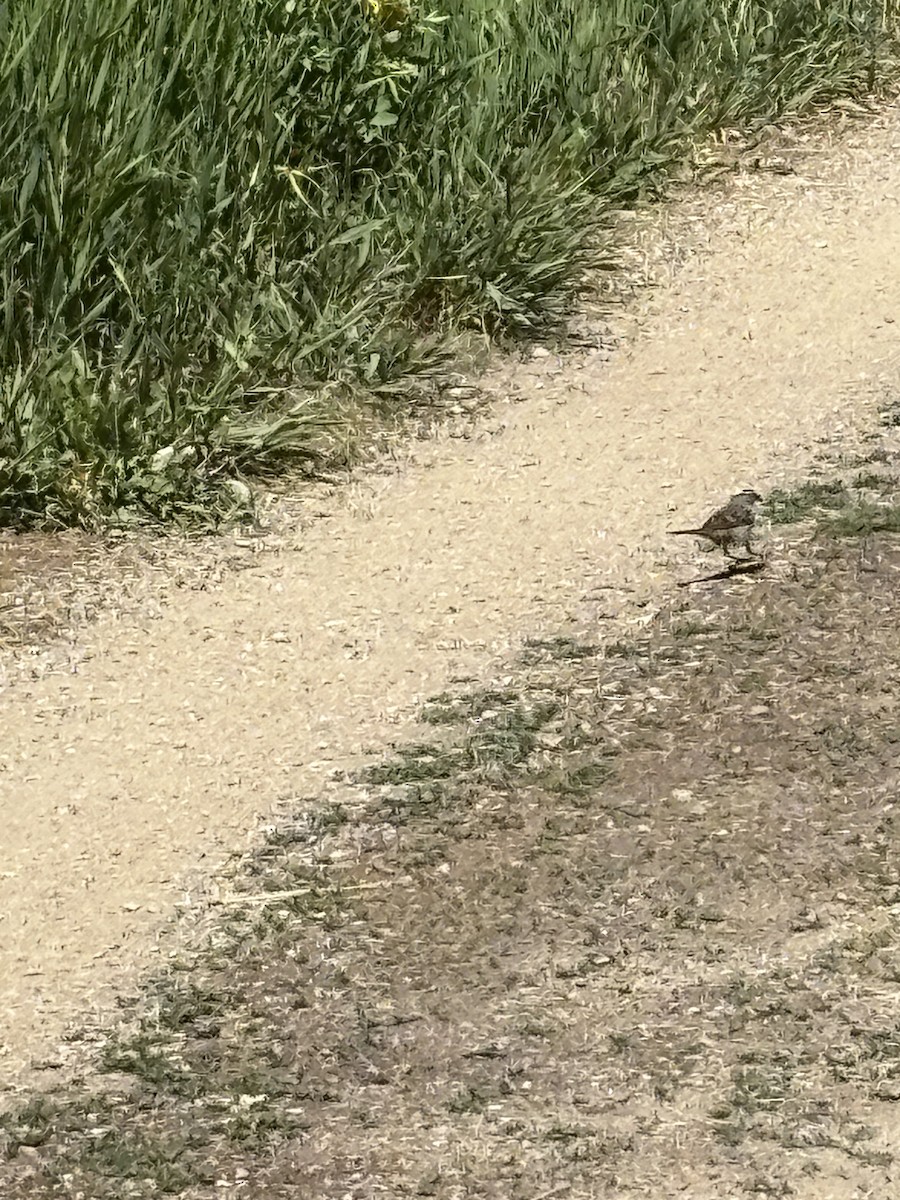 White-crowned Sparrow - ML638069806