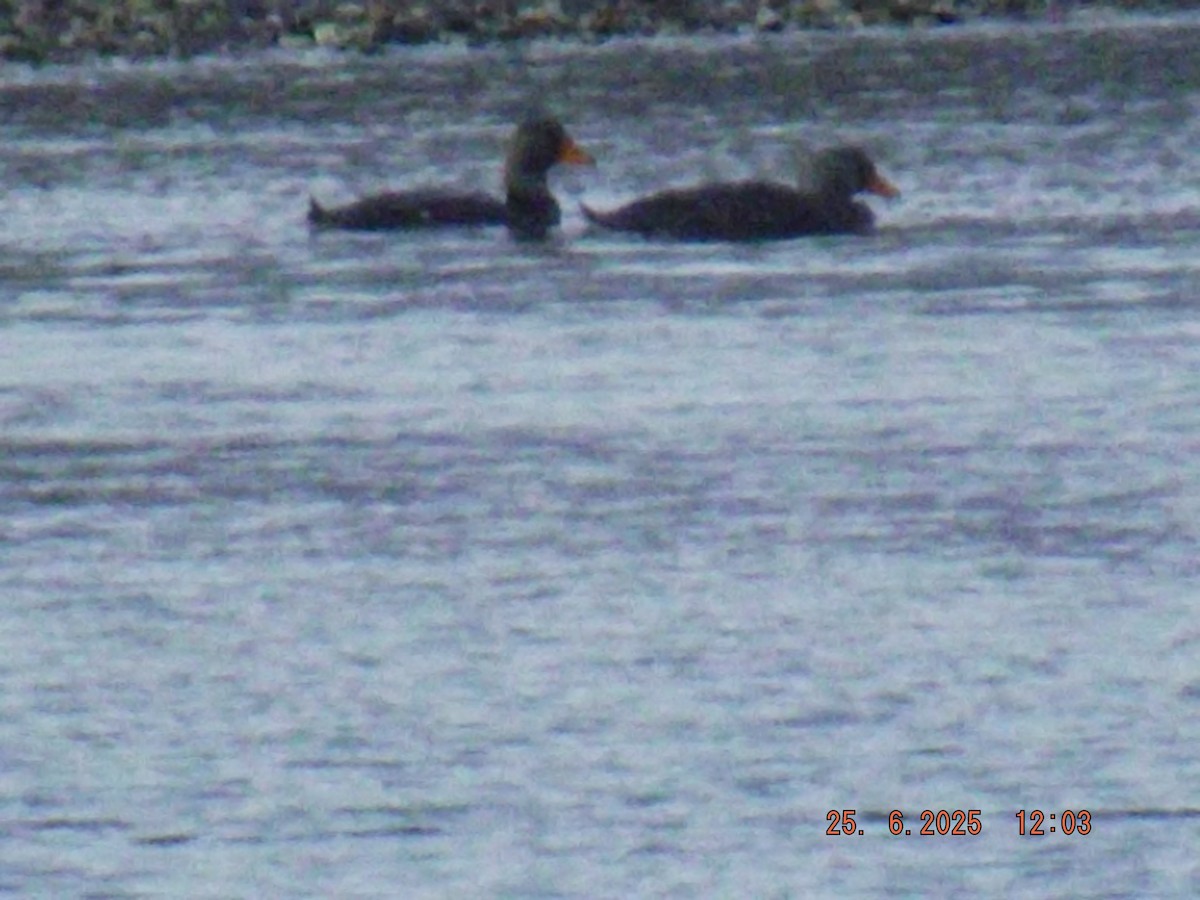 Flightless Steamer-Duck - ML638069828