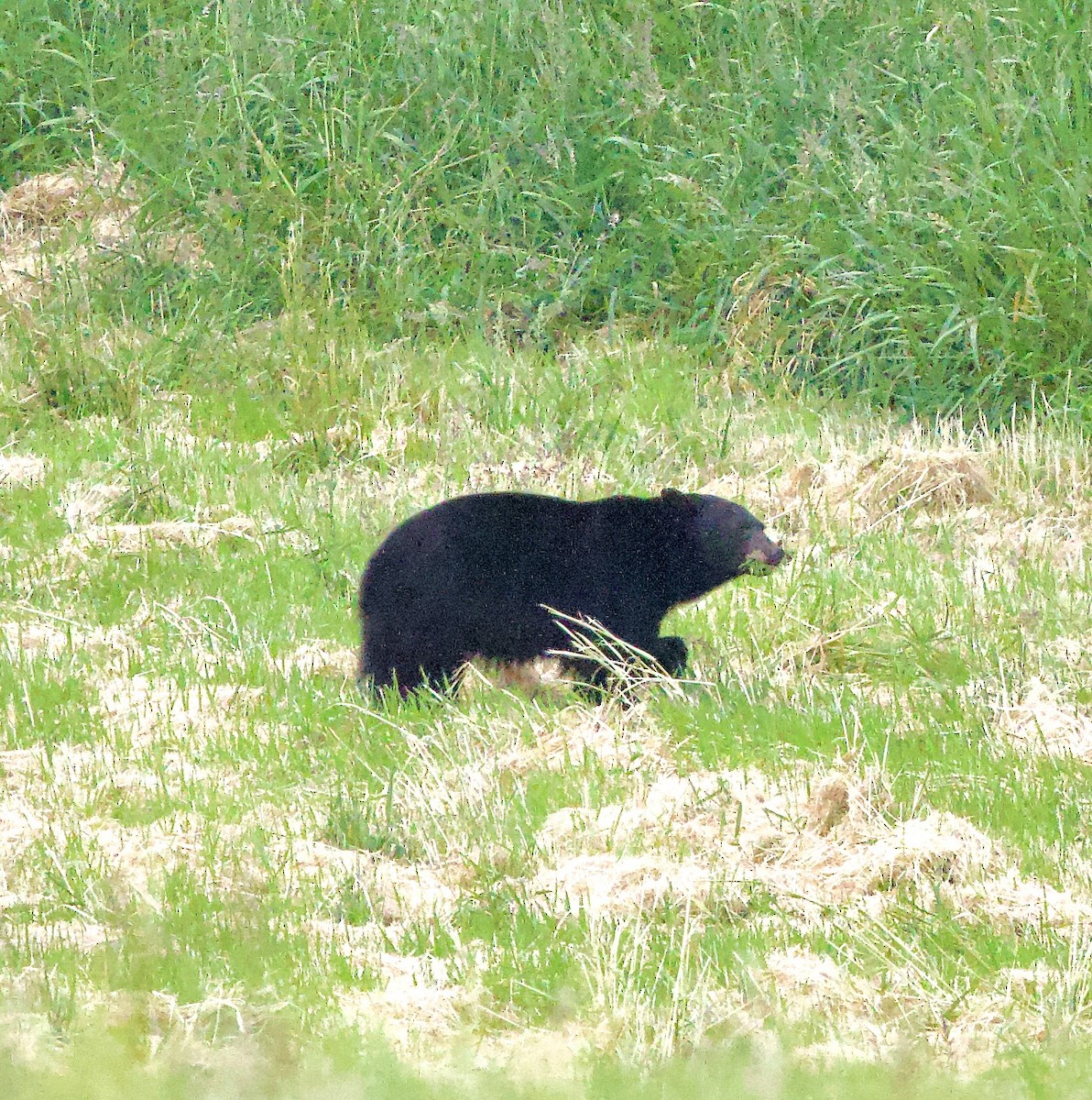 Animals - ML638069878