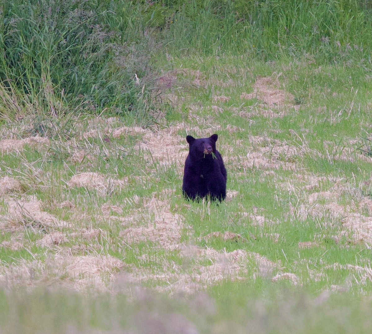 Animals - ML638069879