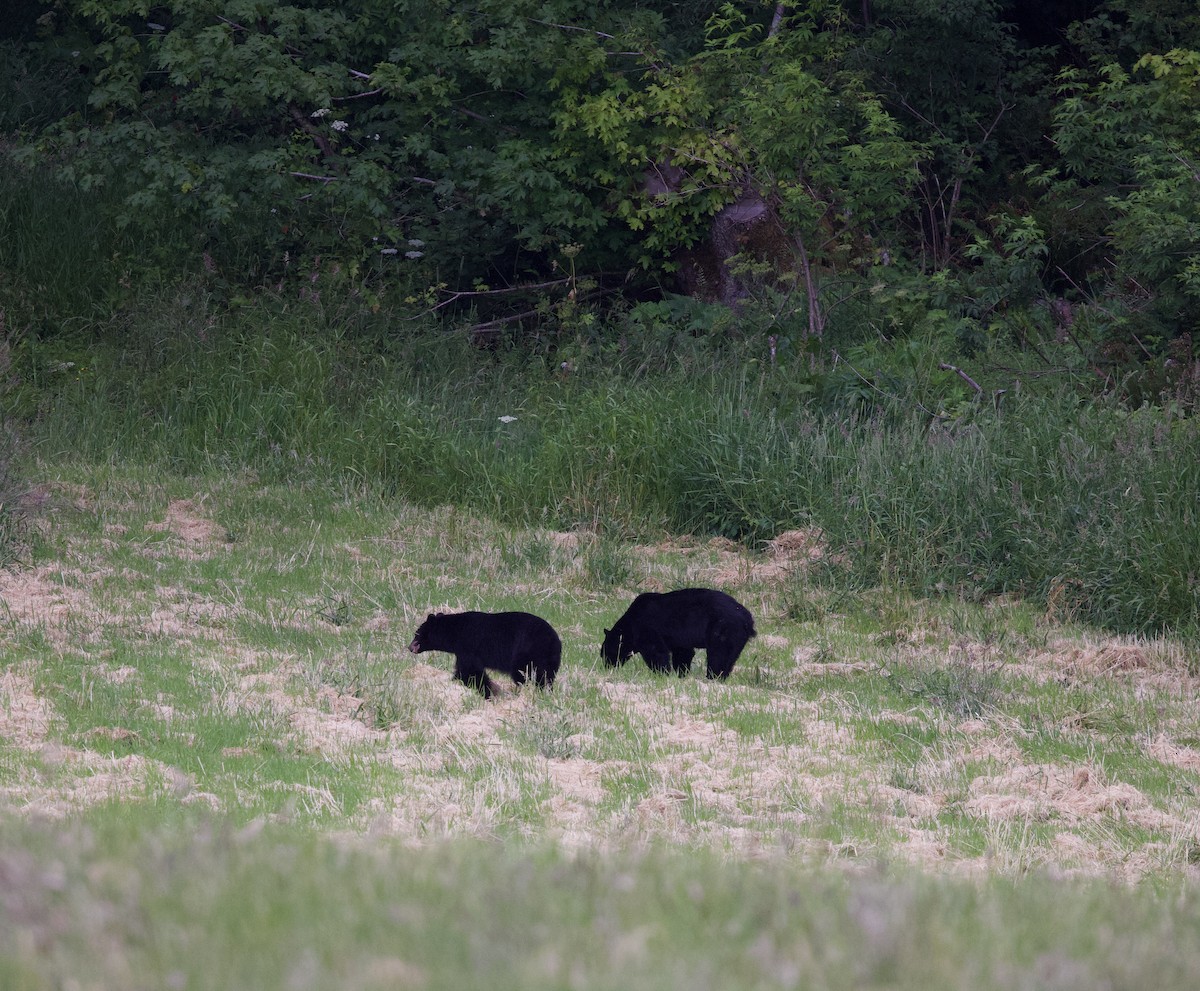 Animals - ML638069880