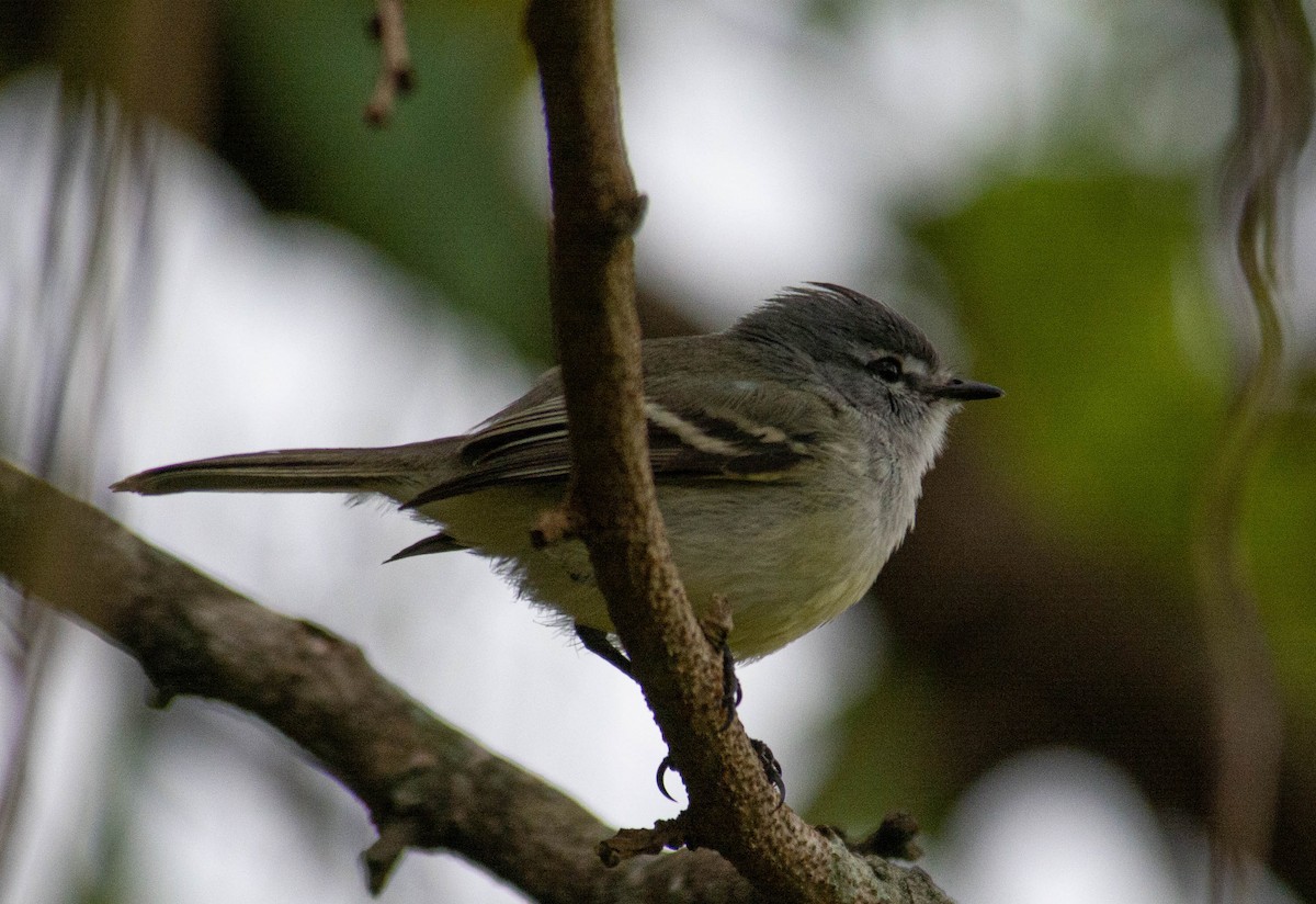 White-crested Tyrannulet - ML638069885
