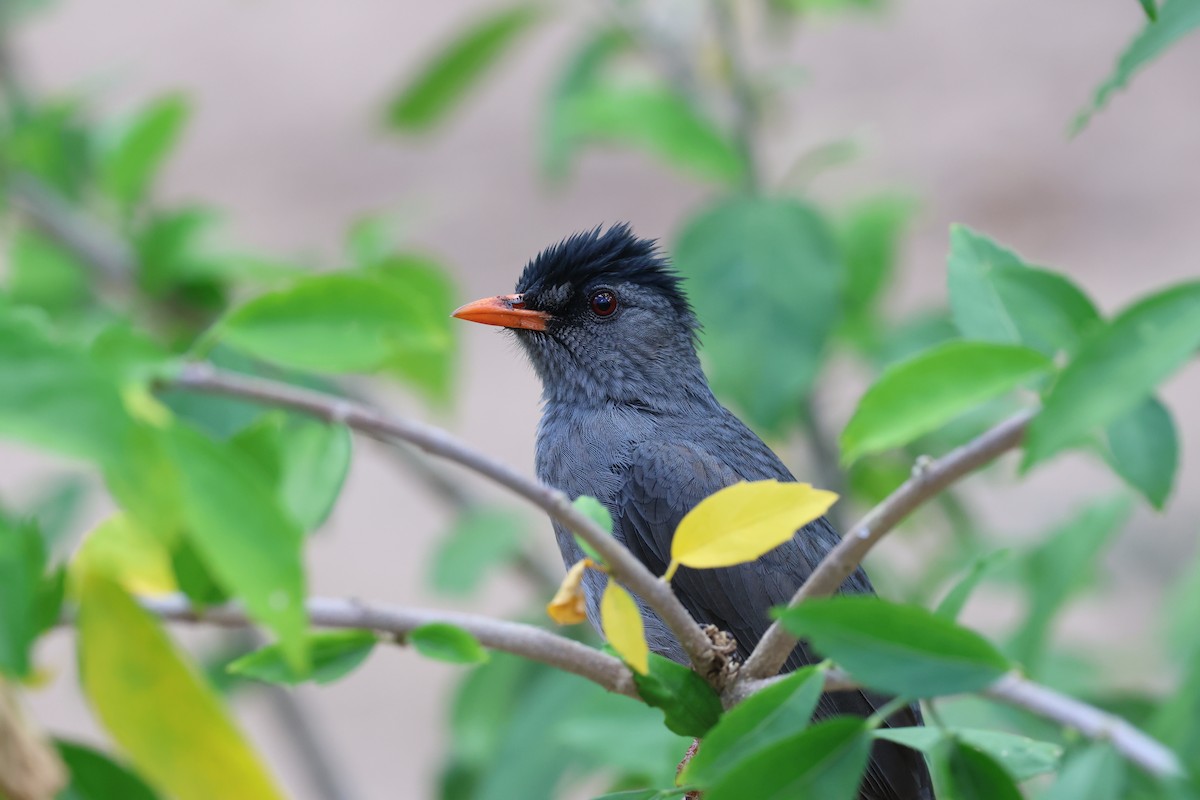 Malagasy Bulbul - ML638069903