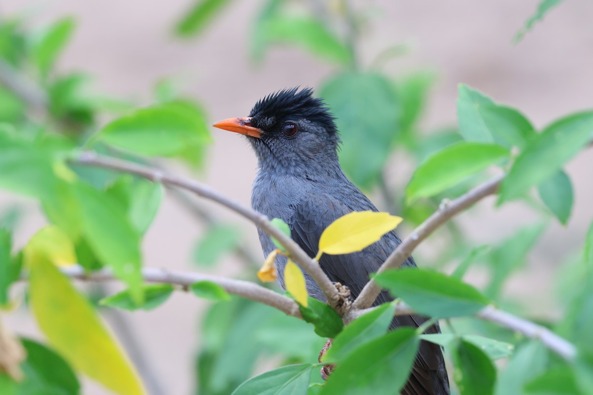 Malagasy Bulbul - ML638069912