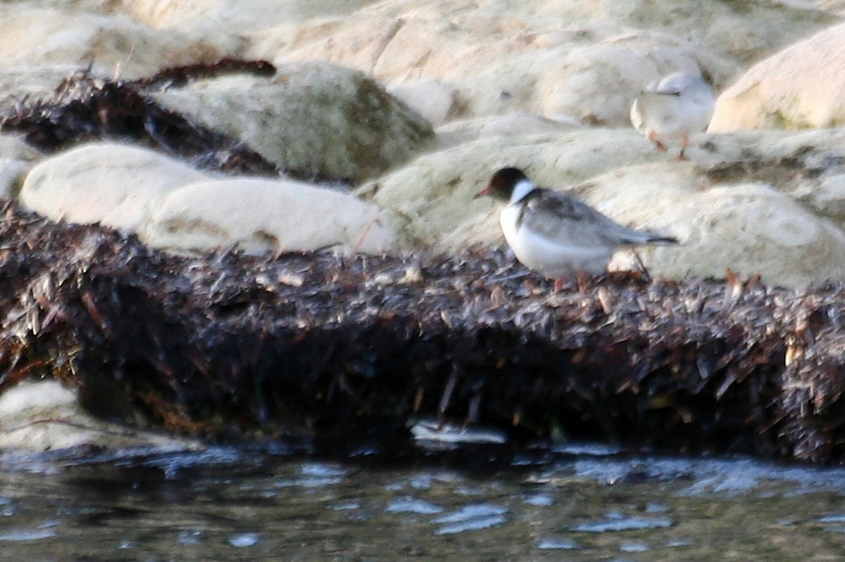 Hooded Plover - ML638069943