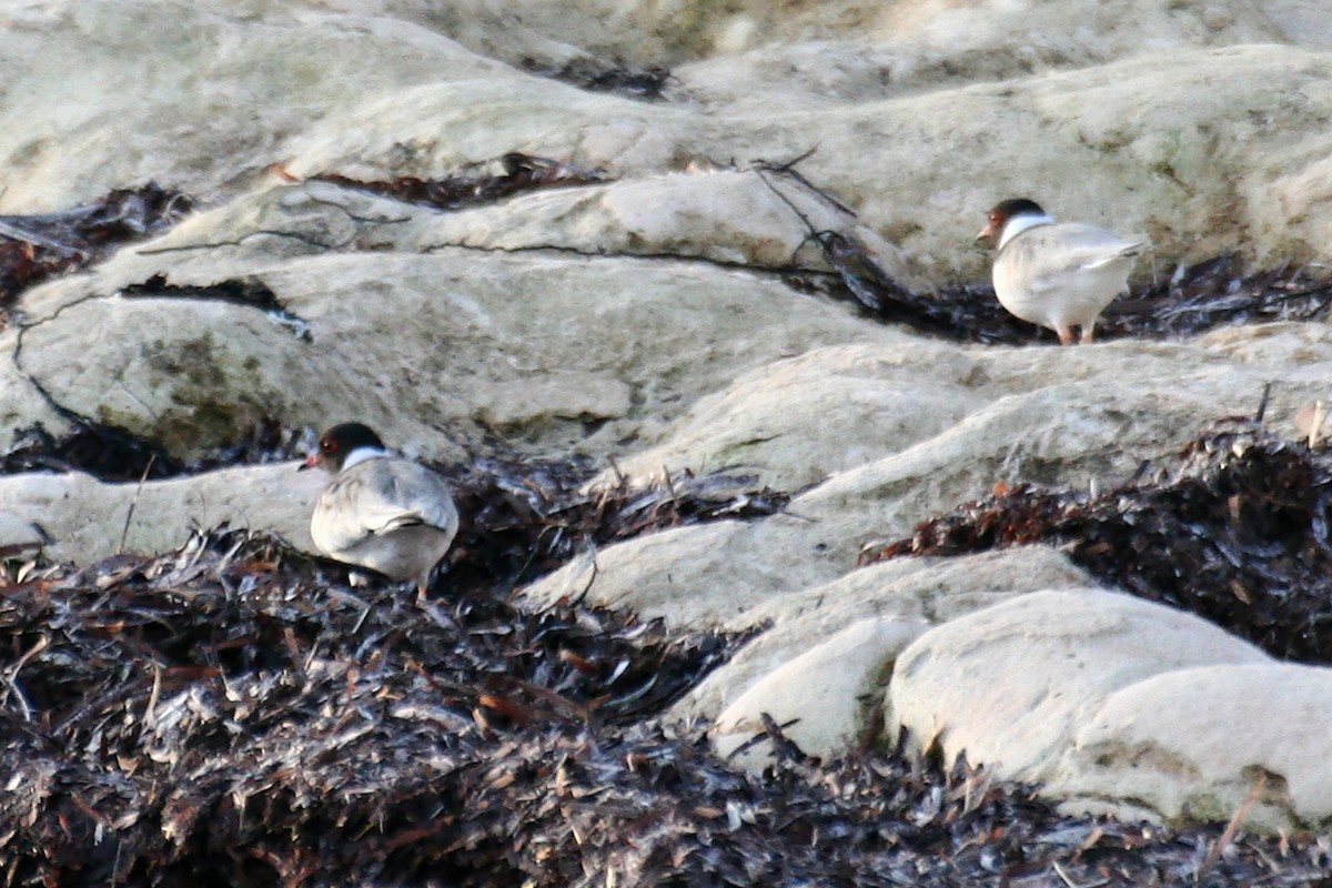 Hooded Plover - ML638069945
