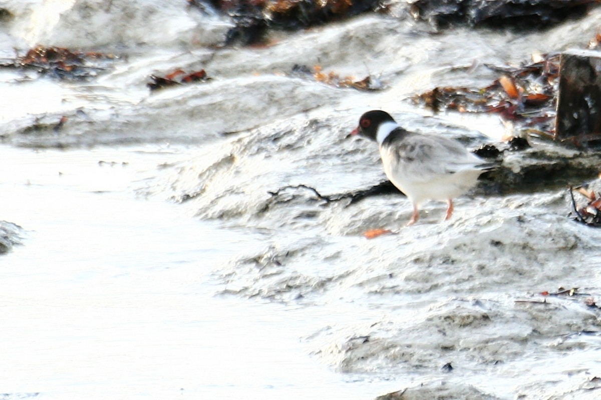 Hooded Plover - ML638069946