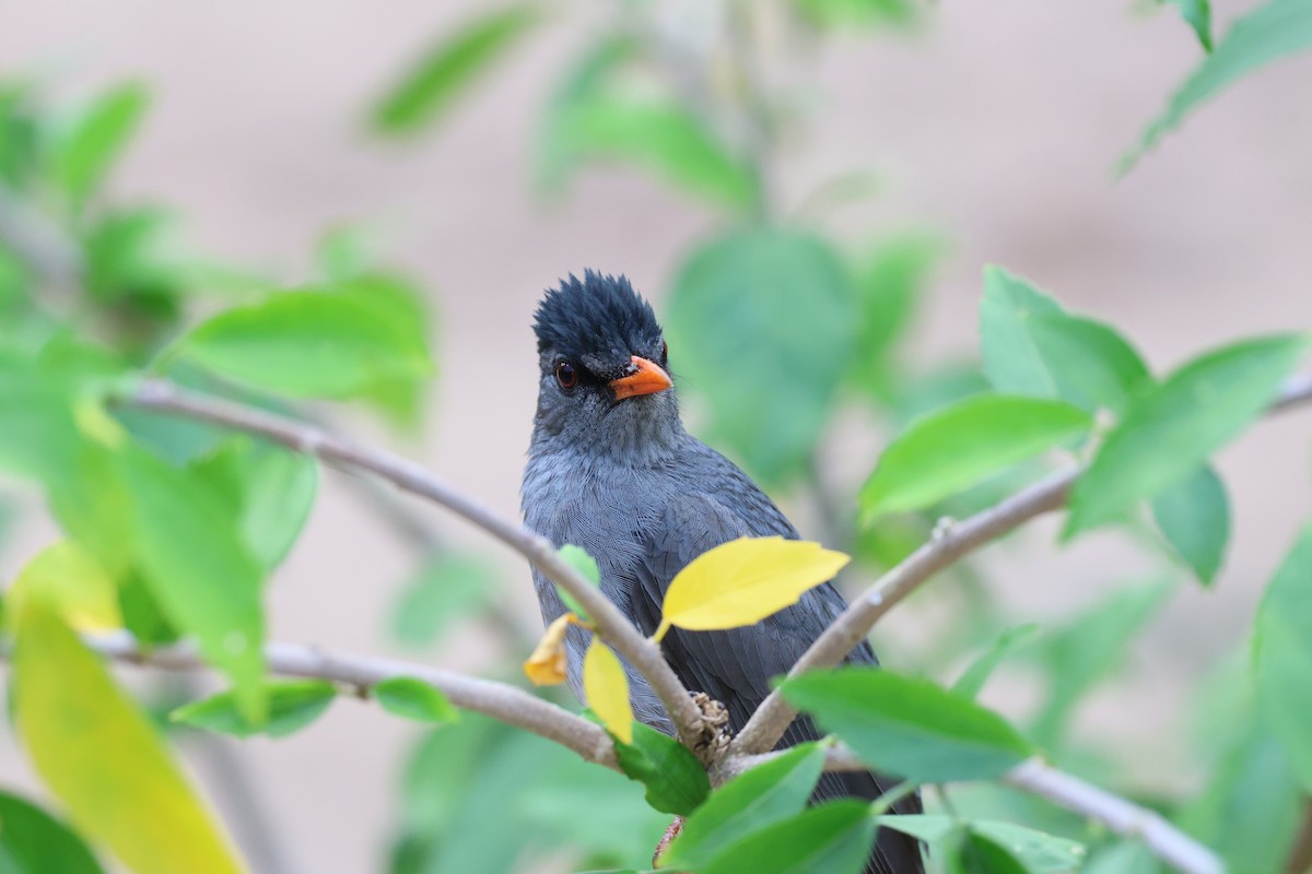Malagasy Bulbul - ML638069948