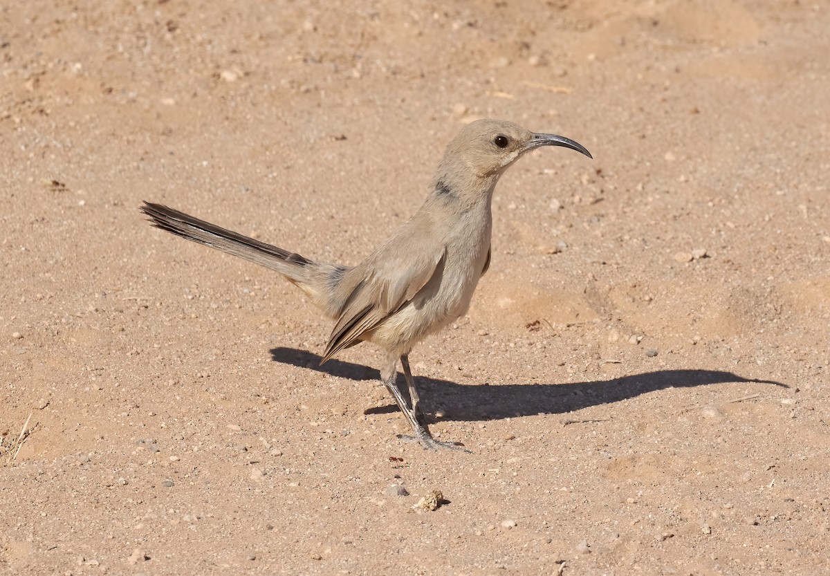 LeConte's Thrasher - ML638069962