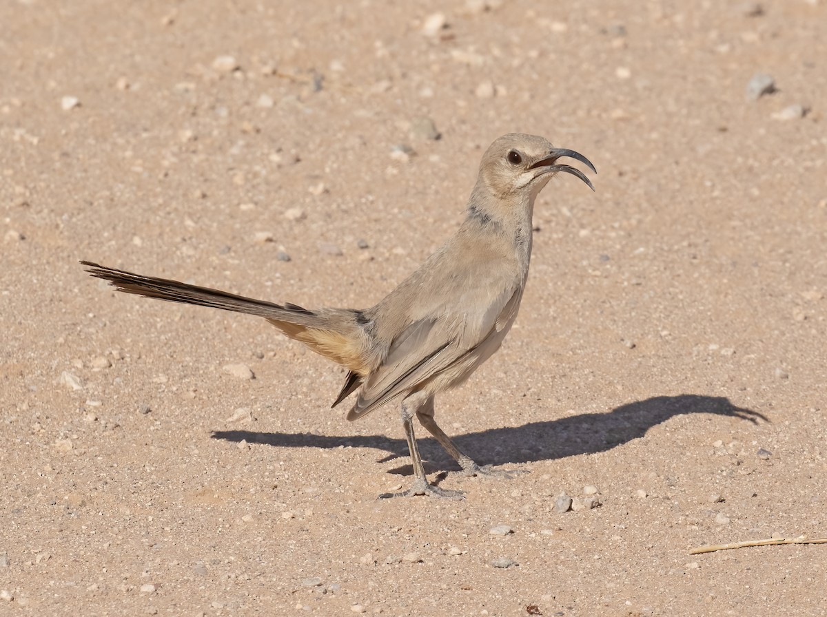 LeConte's Thrasher - ML638069963
