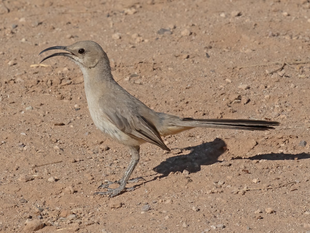 LeConte's Thrasher - ML638069964