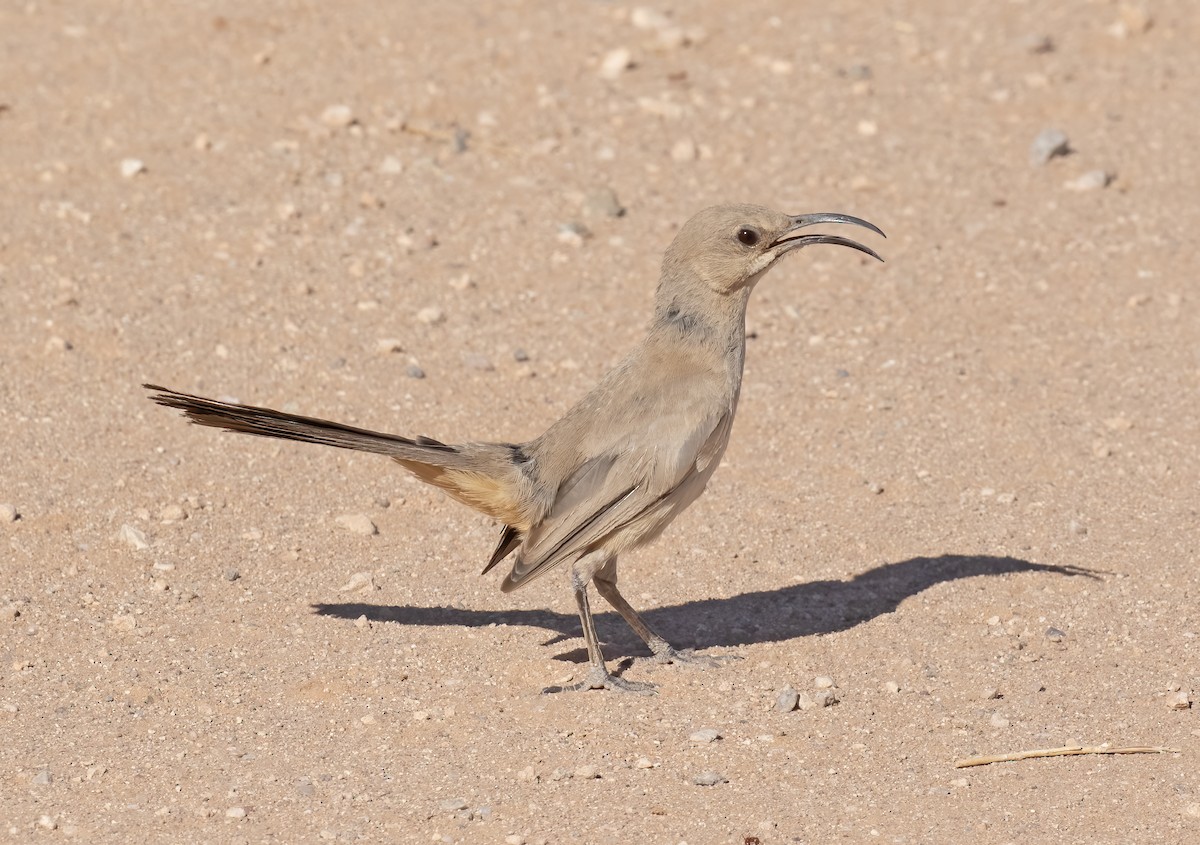 LeConte's Thrasher - ML638069965