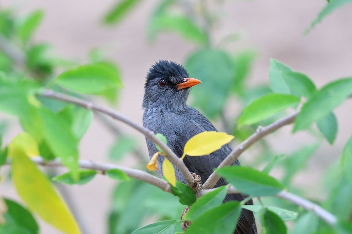 Malagasy Bulbul - ML638069967