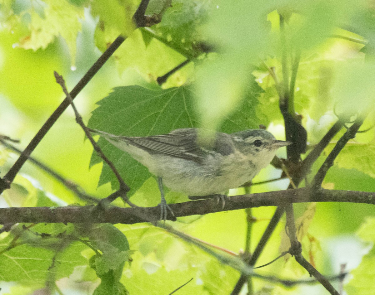 Cerulean Warbler - ML638069979