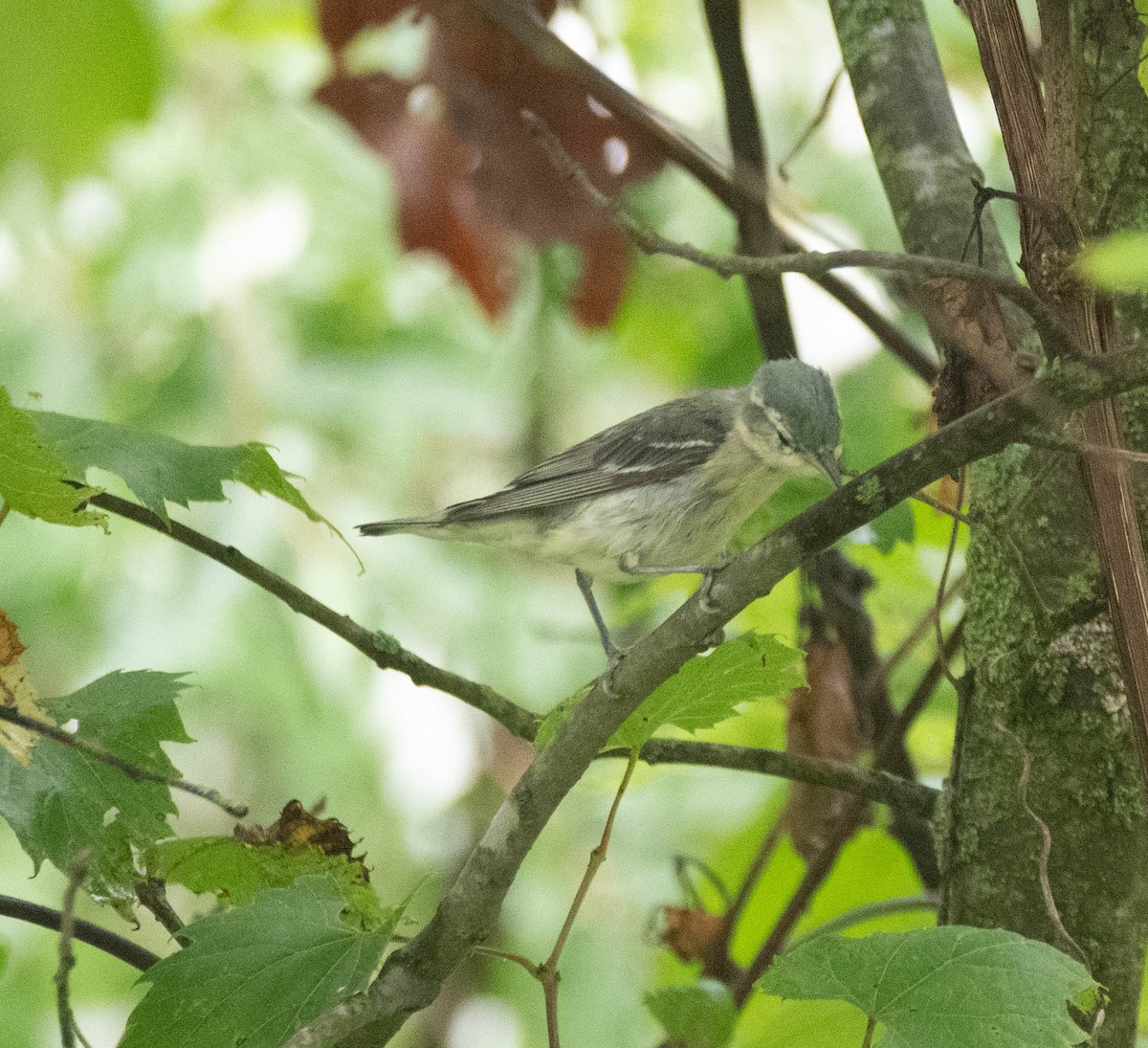 Cerulean Warbler - ML638069980