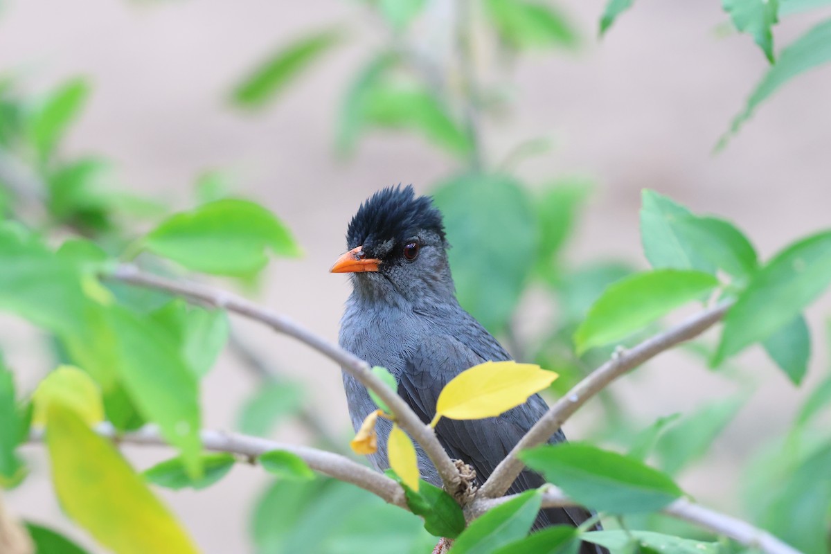 Malagasy Bulbul - ML638069985
