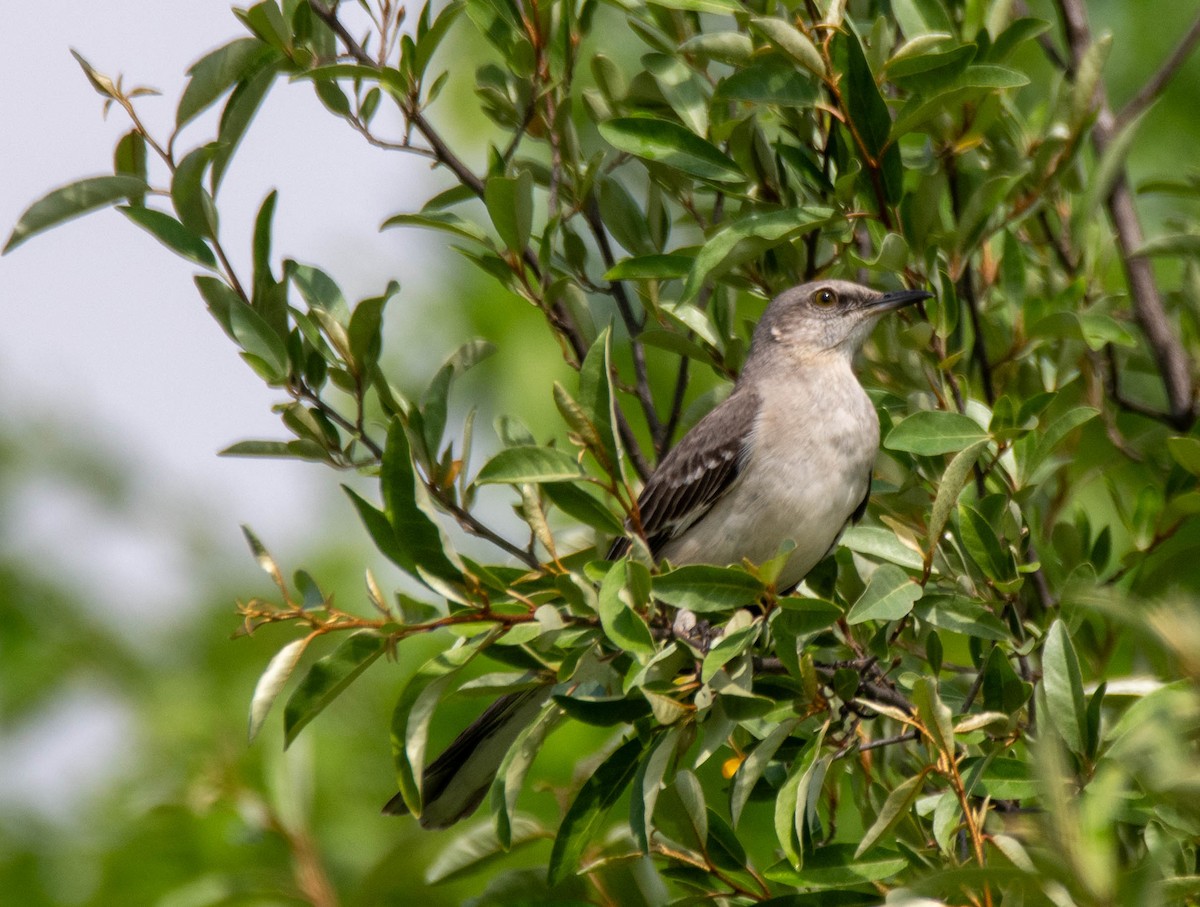Northern Mockingbird - ML638069991