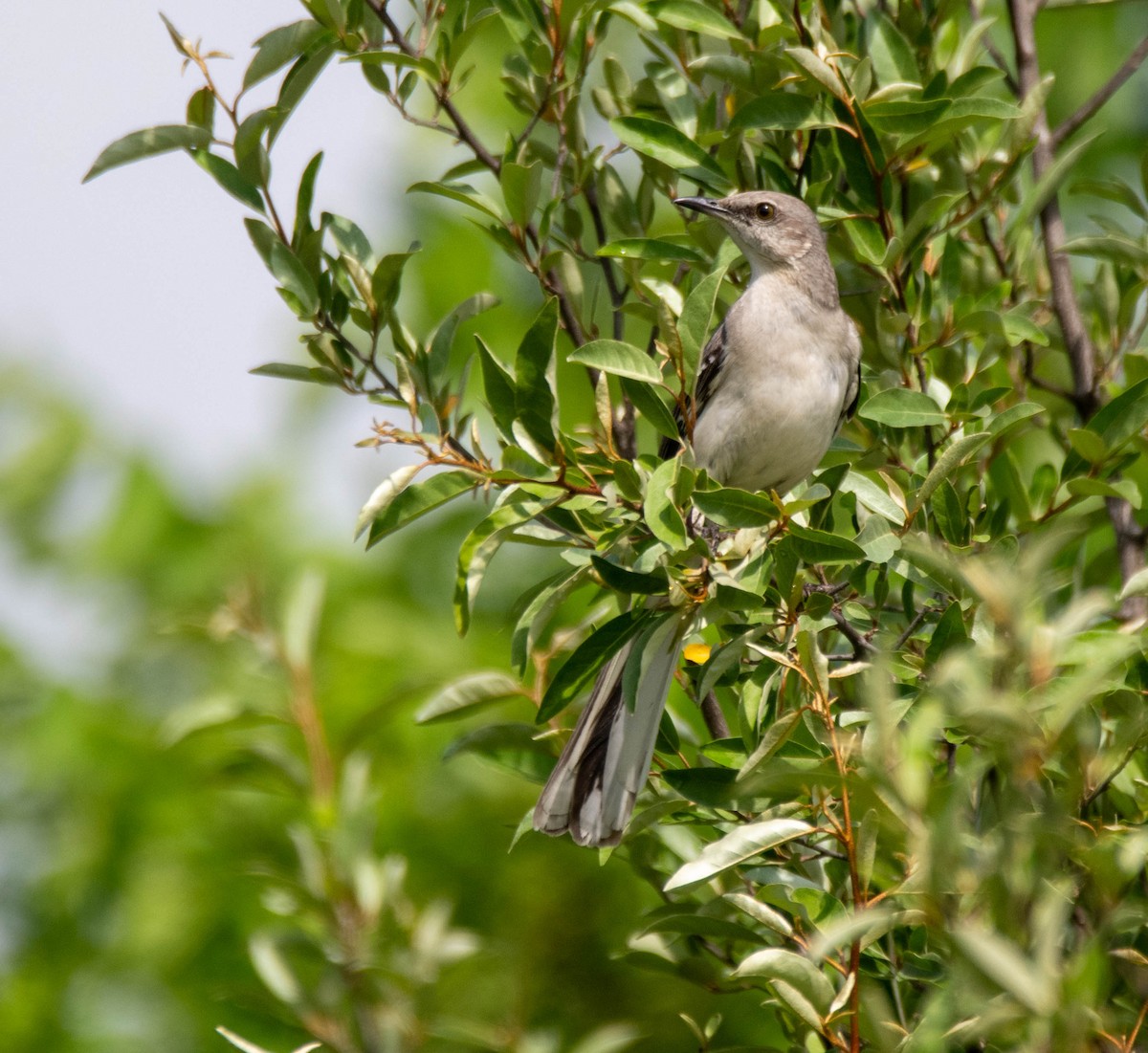 Northern Mockingbird - ML638069992
