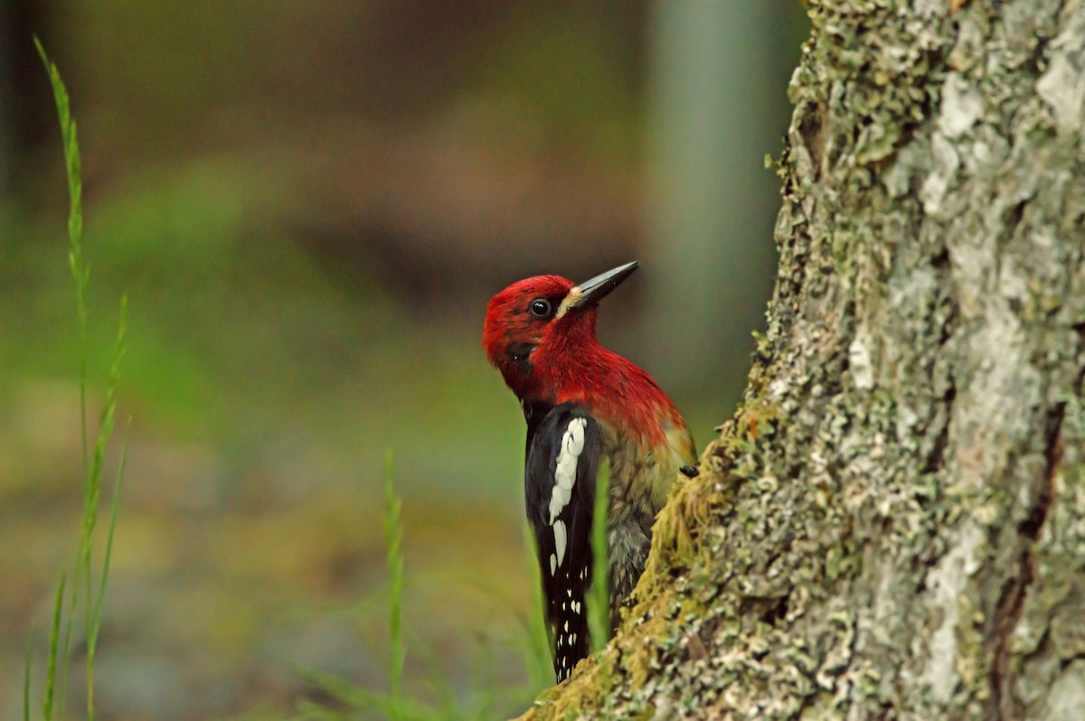 Red-breasted Sapsucker - ML638069998