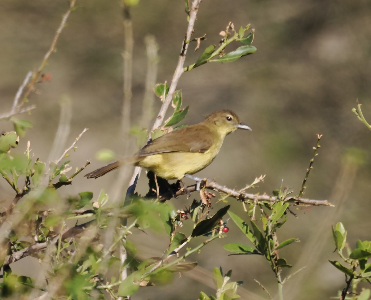 Yellow-bellied Greenbul - ML638070006