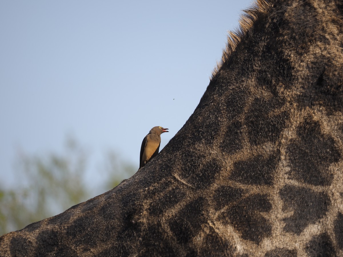 Red-billed Oxpecker - ML638070015