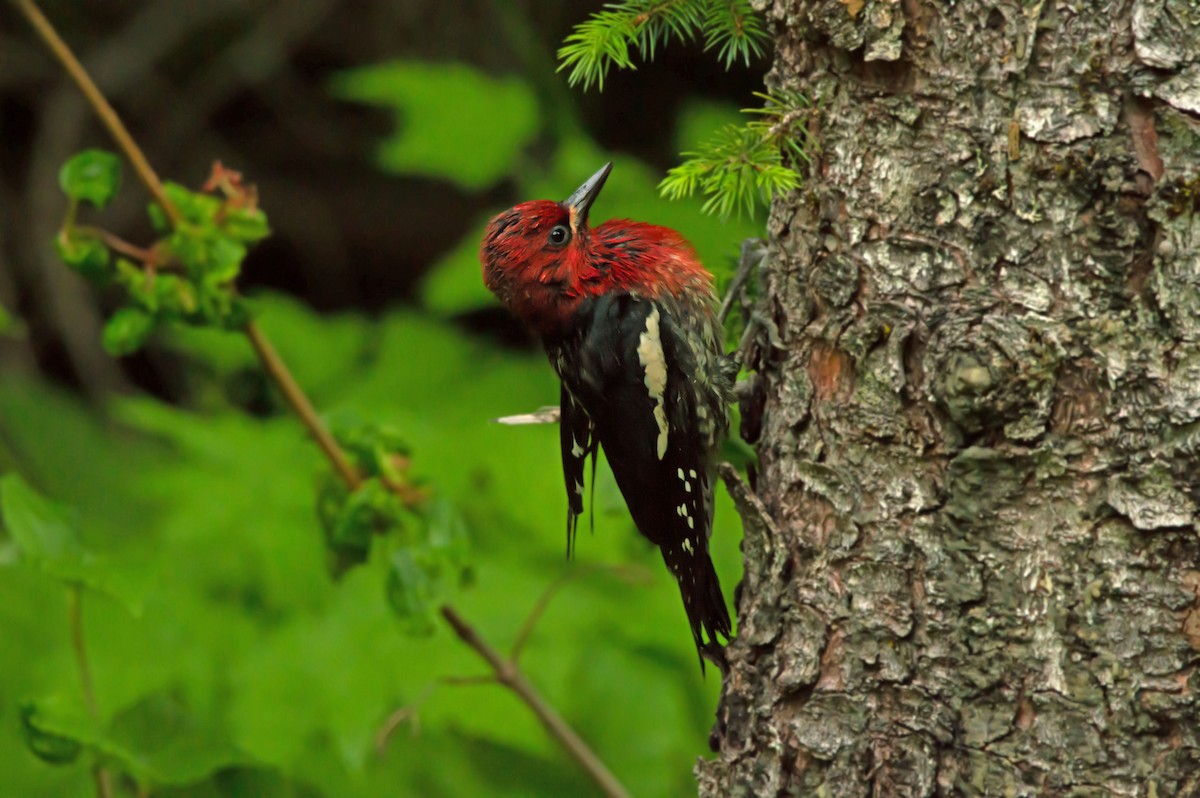 Red-breasted Sapsucker - ML638070047