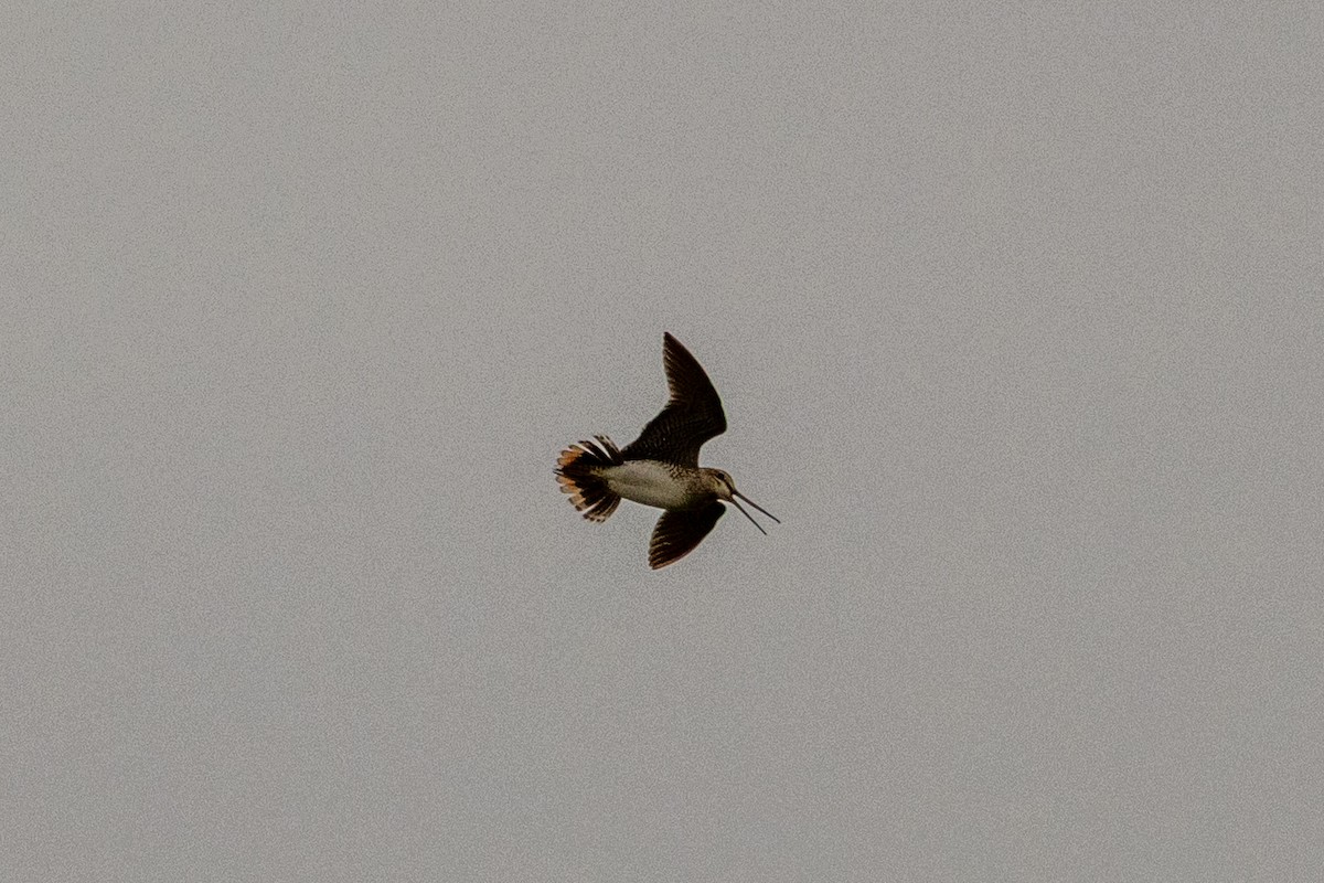 Latham's Snipe - ML638070095