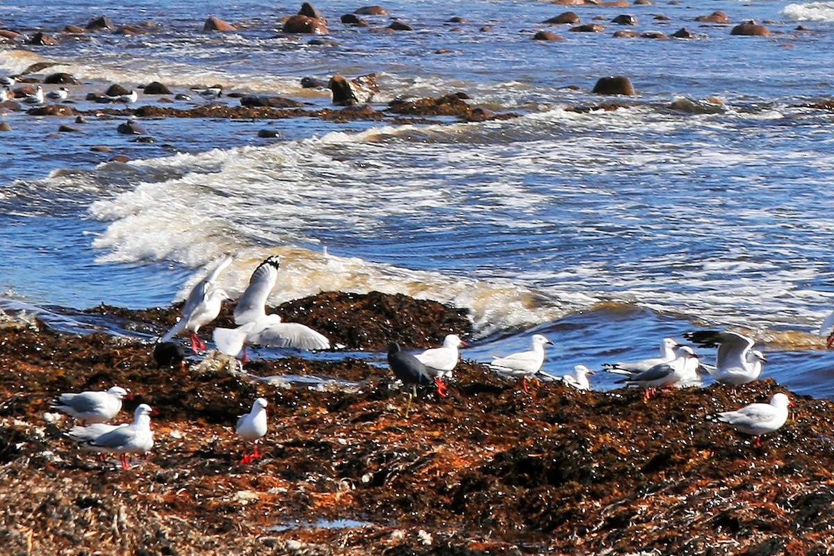 Silver Gull (Silver) - ML638070097