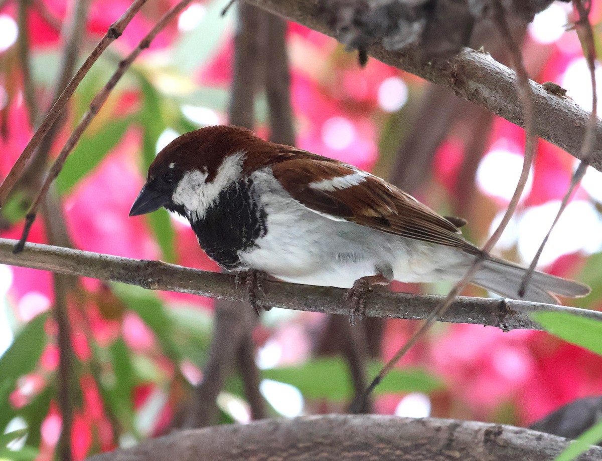 Italian Sparrow - ML638070167