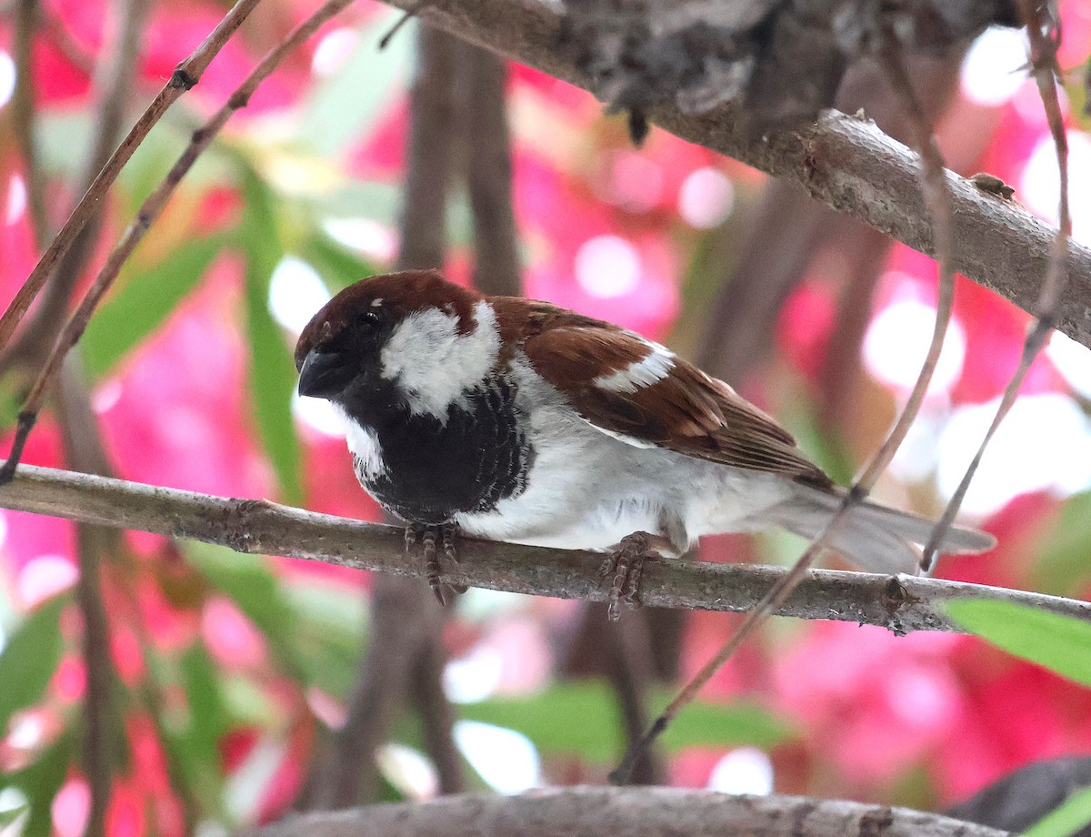 Italian Sparrow - ML638070169