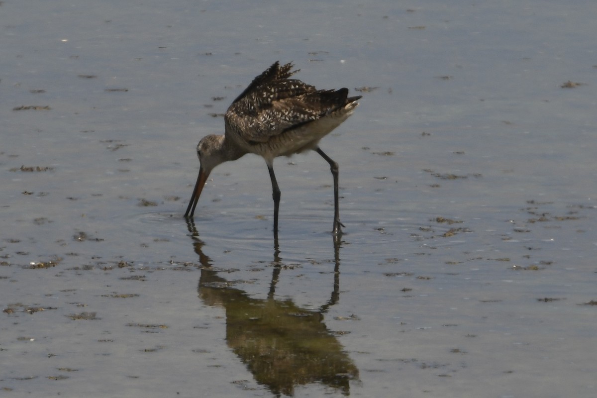 Marbled Godwit - ML638070241