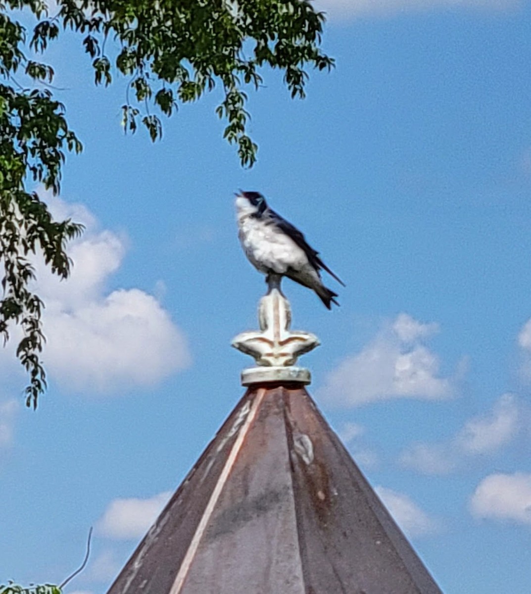 vlaštovka stromová - ML638070276