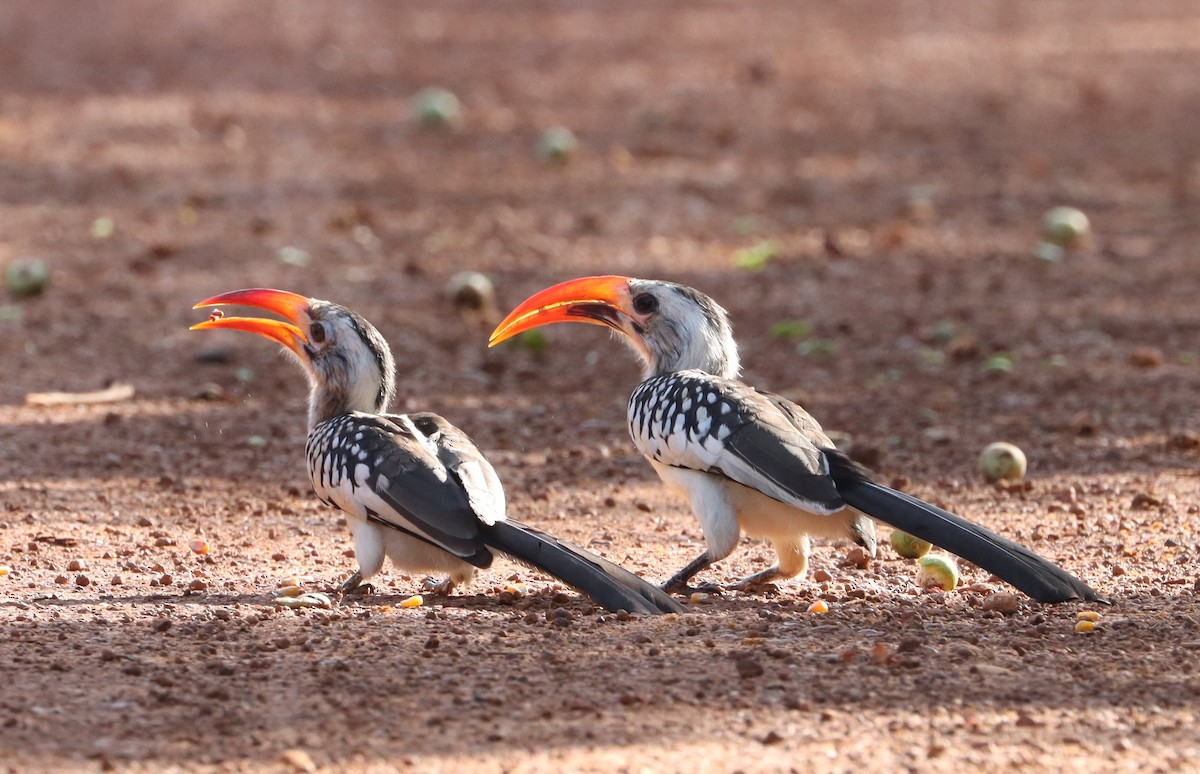 Northern Red-billed Hornbill - ML638070292