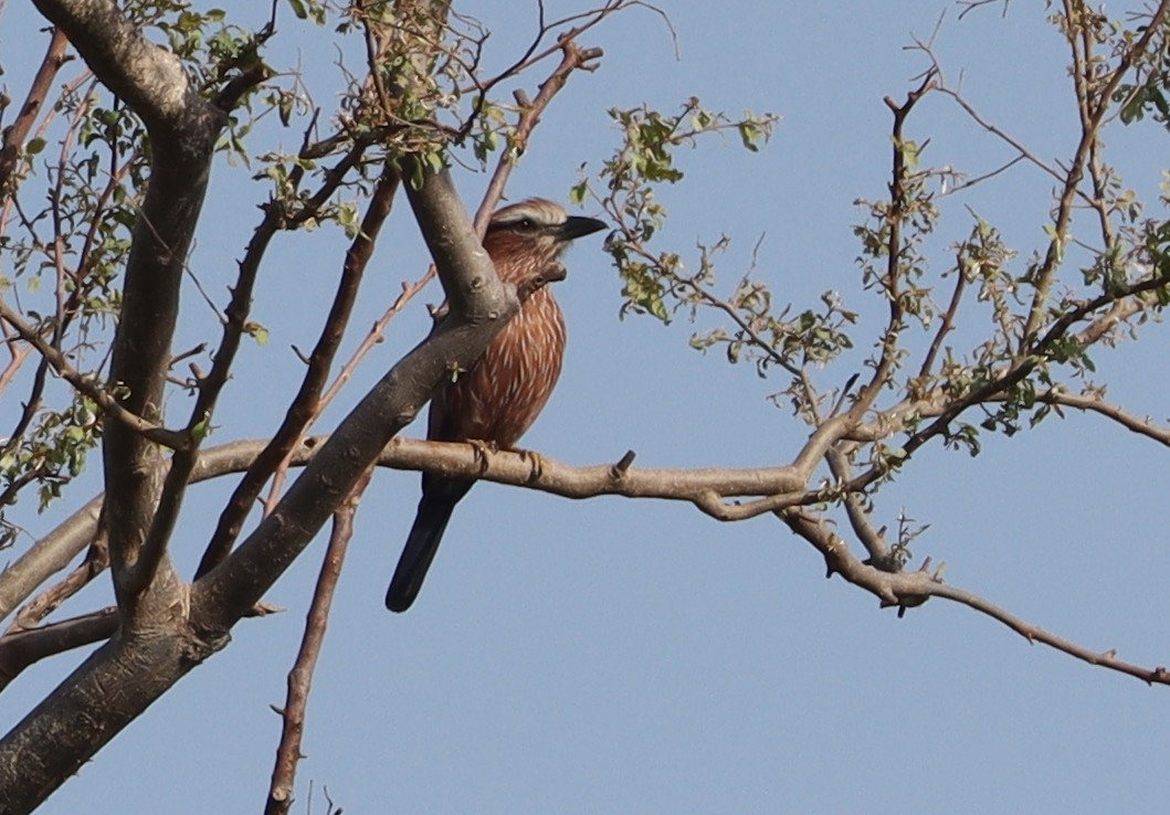 Purple Roller - ML638070301