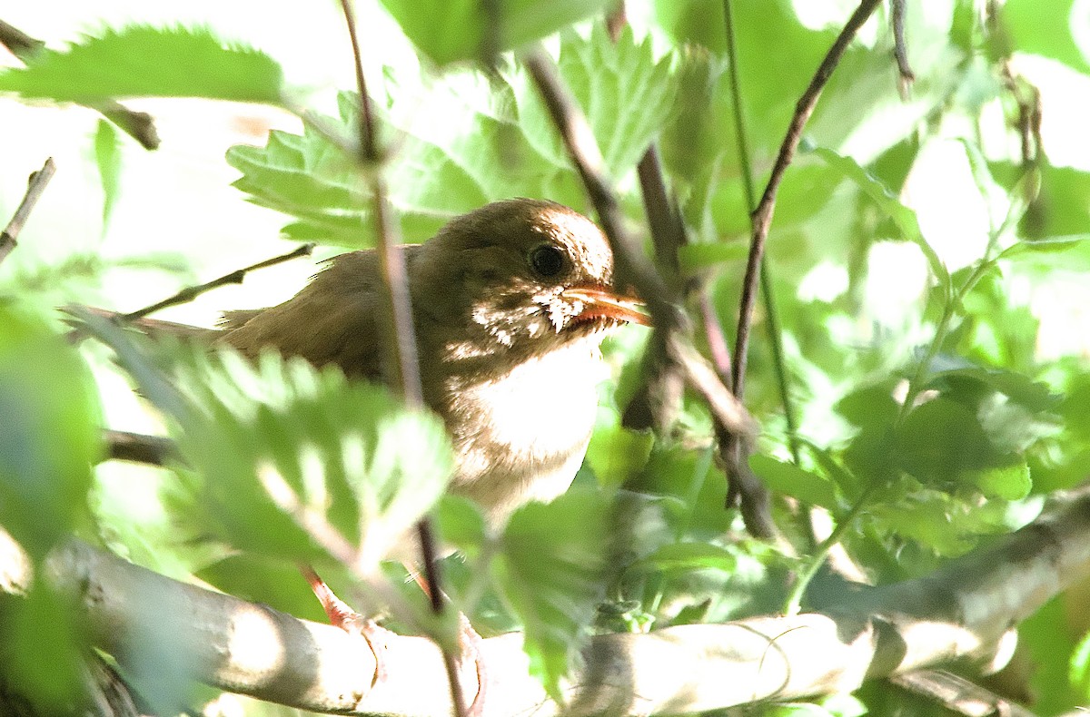 Thrush Nightingale - ML638070348
