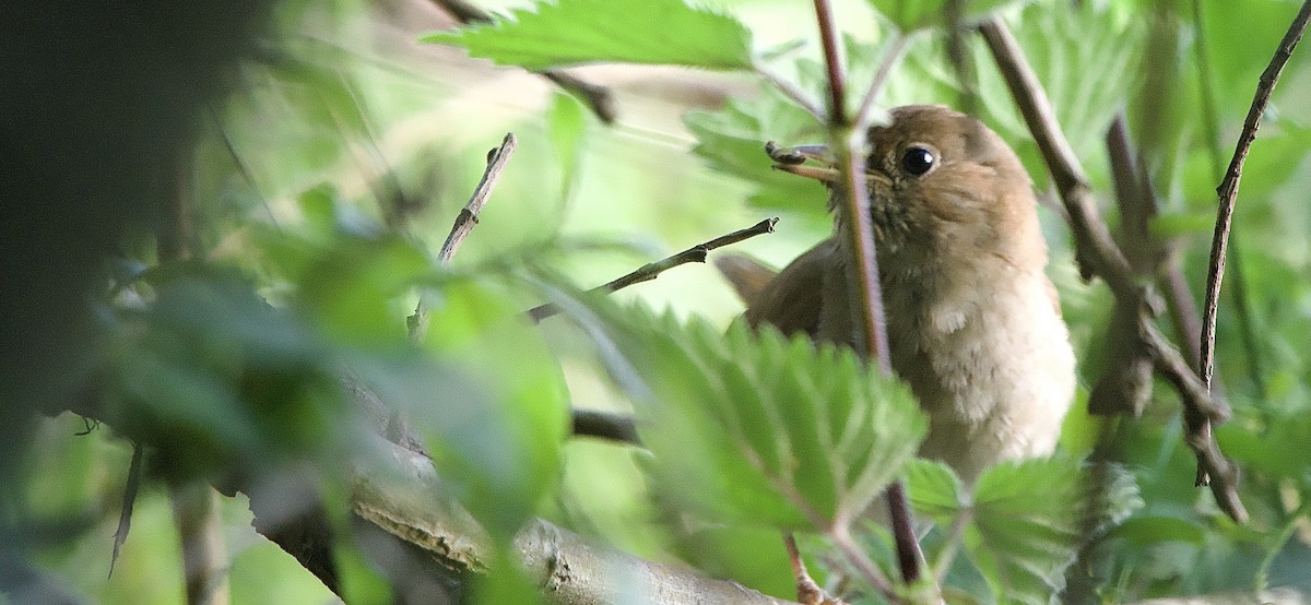Thrush Nightingale - ML638070349