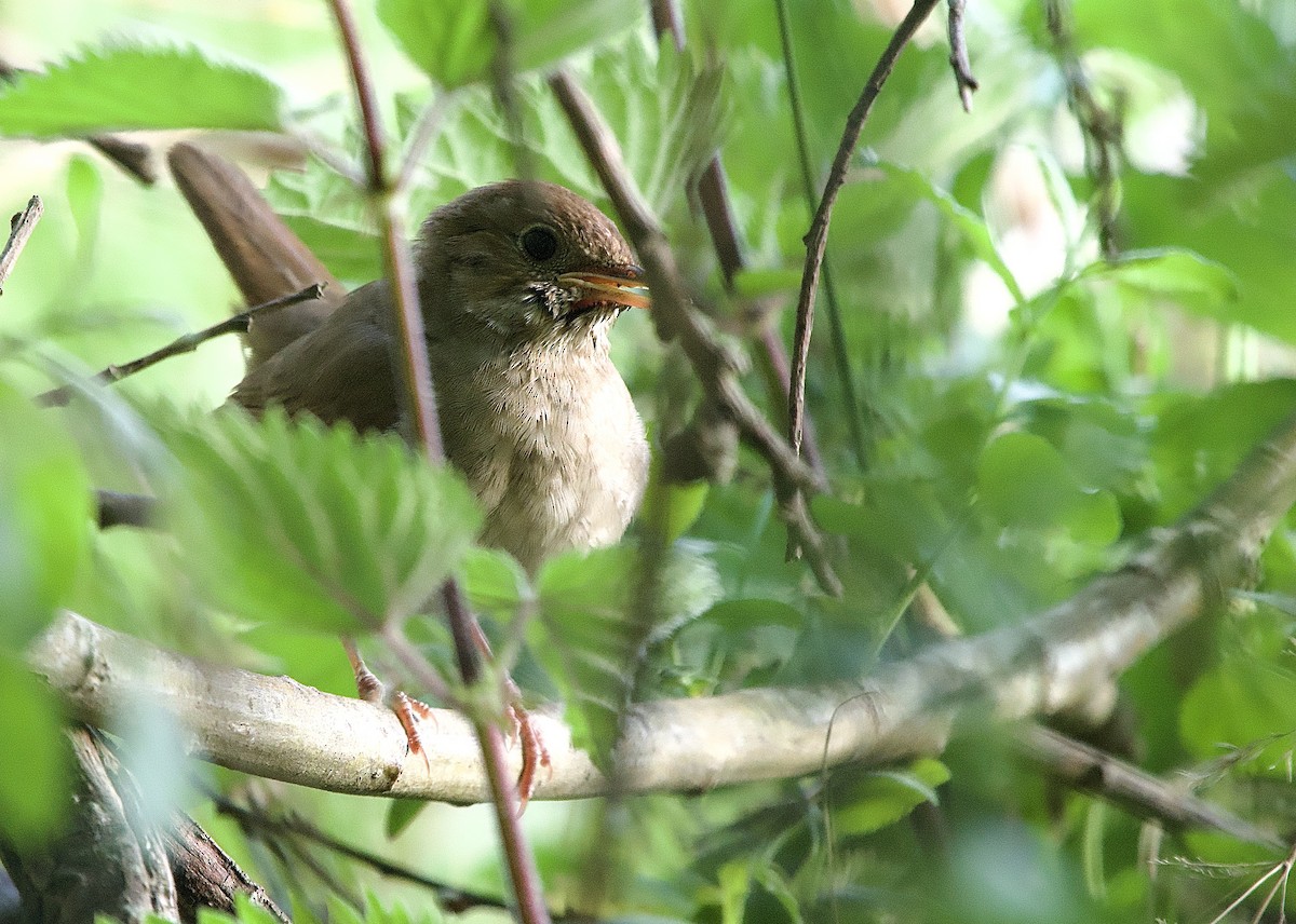 Thrush Nightingale - ML638070350