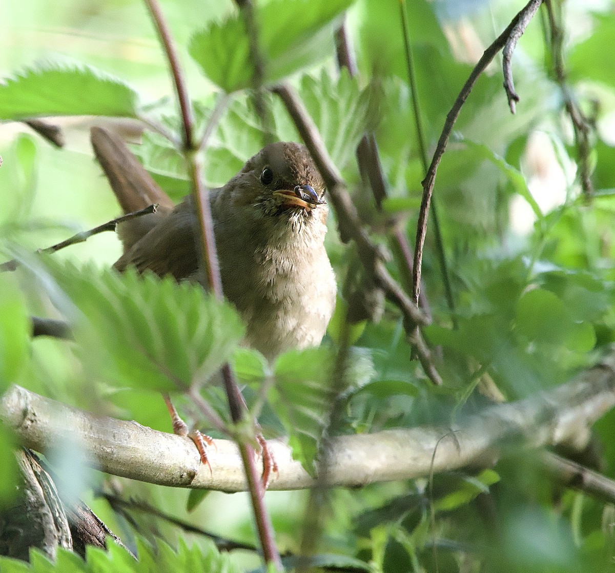 Thrush Nightingale - ML638070351