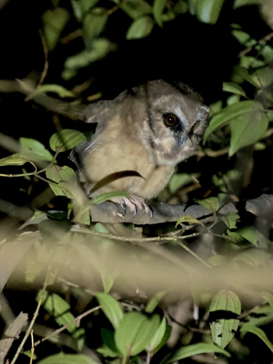 Unspotted Saw-whet Owl - ML638070386